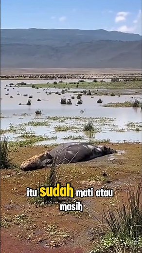 HYENA INI MENGIRA KUDA NIL TELAH MATI💀 #shorts