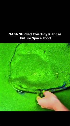 NASA Studied This Tiny Plant as Future Space Food 🥘