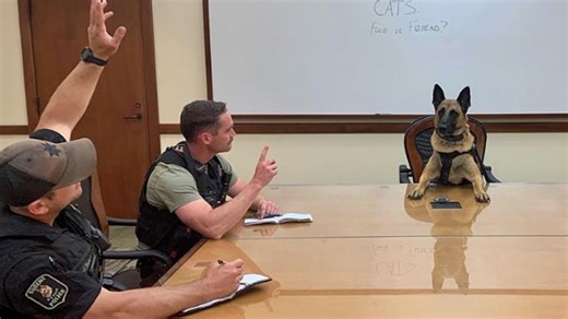 Meet the dog with a brain that’s out of this world