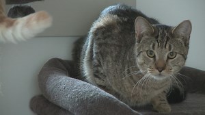 Maine bill to control outdoor cats met with outstretched claws