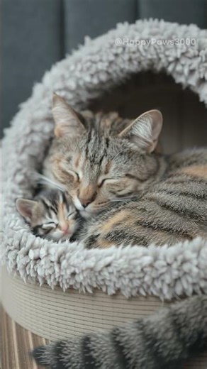 The Purest Love - A Mama Cat and Kitten Snuggled Up