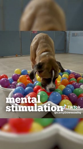 New year, new routine - for you and your dog. Day Camp gives your pup exercise, socialization, mental stimulation, and endless joy! #CampBowWow #dogdaycare