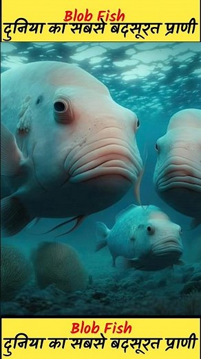 Blobfish: World's Ugliest animal on the planet #shorts #animals