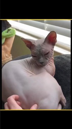 Animals without hair 😨