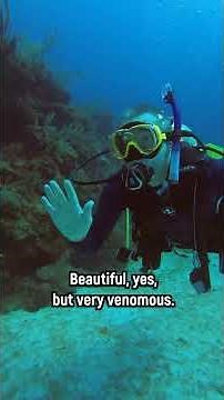 Honduras: Scuba Diving in Roatán