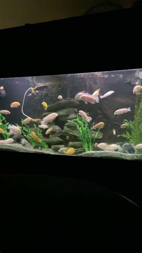 #livestreamclip #showcase #90s #gallon #aquarium #fishkeepinghobby #didyouseeit