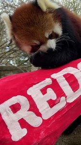 The red pandas are celebratingCincinnati Redss Opening Day with special enrichment! | Cincinnati Zoo & Botanical Garden