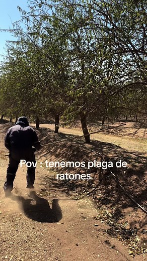 #fyp #fypシ #agriculture #viral #chile🇨🇱 #tiktok #trending @elmeopalo @Chispeza Chilena🇨🇱
