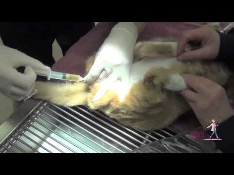 Feline Urethral Obstruction (FUO) | How to unblock a cat | VETgirl Veterinary CE Videos