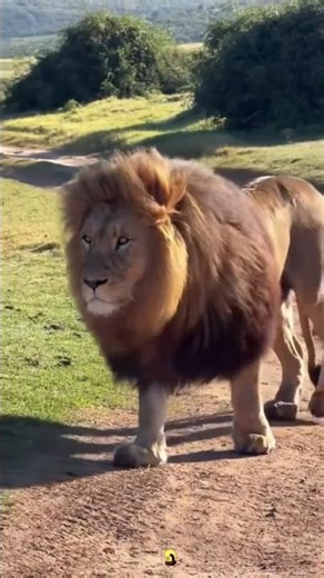 సింహాలు మనుషులను తినకుండా ఎందుకు ఉండగలవు?