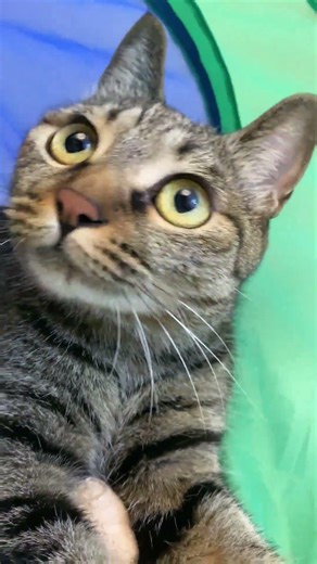 #かわいい猫 #cat #貓咪日常 #cute #大トラ #猫のいる暮らし #猫のいる暮らし #catsofyoutube #catshorts #猫のいる生活 #ねこ