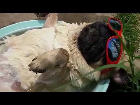 Summer Snoozing Pug Snores and Farts