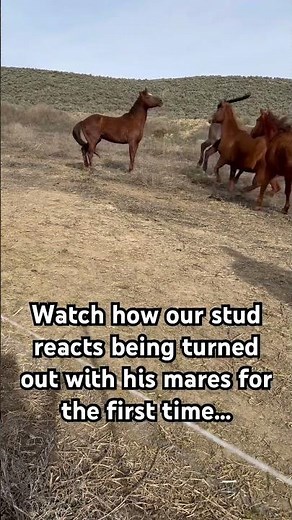 Watch the stud and mare’s reaction!