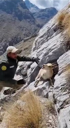 Mountain Rescue Turns Deadly as Markhor Charges Downhill