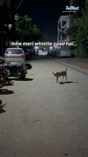 Wait Till They Hear The Whistle…🐶