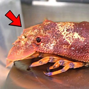$88 Per Pound! Live Slipper Lobster Dispatch! | Hiroyuki Terada - Sushi Master