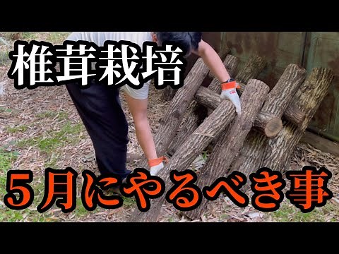 How to grow shiitake mushrooms and key points for laying them down