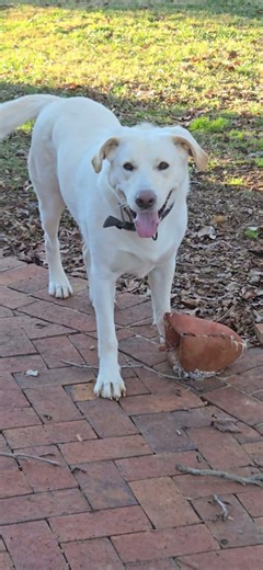 Labrador Great Pyrenees Mix #dog #dogbreed #pets #animal #play #cute
