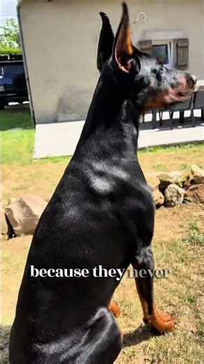 The Doberman: Guard Dog or Giant Baby? 🛡️🤔