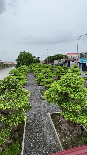 Beautiful Bonsai Trees in a Serene Garden Setting