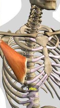 The Chest Muscle You Use Daily #thesciencecapsule #humananatomy #pectoralis #medicalshorts