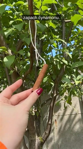 Do it in the garden and forget about flies and mosquitoes
