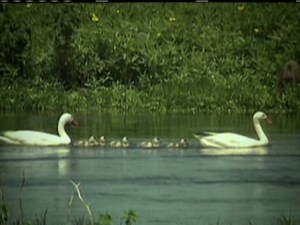 Globo Natureza: Coscoroba