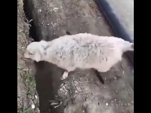 Sheep gets stuck get rescue and run jumps back in
