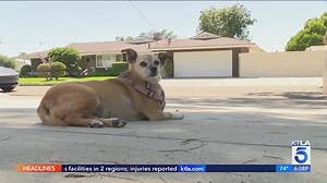 Dog hospitalized after ingesting meth at Anaheim neighborhood park