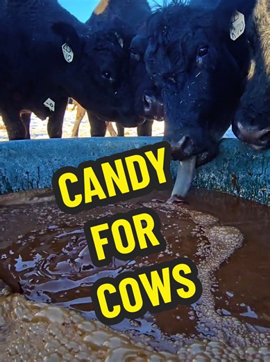 Candy Treats for Cows: Sweet Delight for Farm Animals