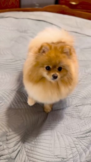 6.3K views · 176 reactions | So beautiful pom | Pomeranian lover the world | Facebook