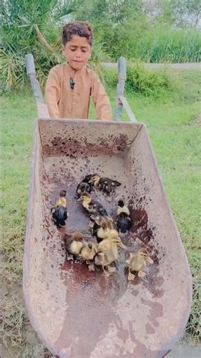Baby Ducks Swimming In The Pool #ducks #babyduck #duckling #pets #petlover