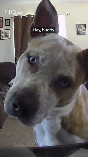 19K views · 108 reactions | When you're just trying to relax, but mom wakes you up! | Ring | Facebook