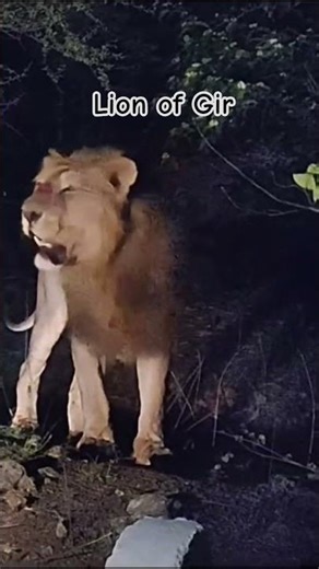 lion on road street | #gir #lion #viral #asiaticlion #wildlife #animalshorts #gir#animalover #shorts
