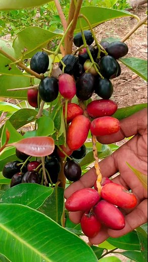 14K views · 224 reactions | Java Plum Tree Growing #JavaPlum #Growing #Planting #FlowerPlant #Anthurium #plantingroots #roses | Zaser | Facebook
