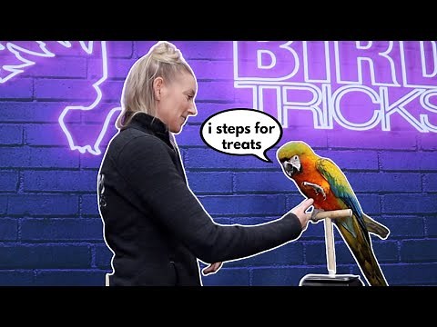 BASIC PARROT HANDLING TIPS WITH MY MACAW | Step Down Up and Off