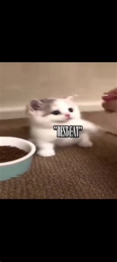 gumball and Darwin edit #edit #darwin #gumball
