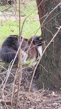 Весна. Кошку Марфу напугали птицы. Spring. The house cat Marfa was excited by the birds