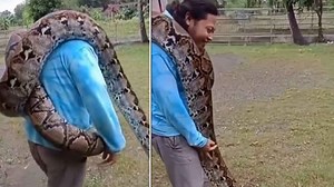 Video: गले में विशालकाय अजगर लपेटकर घूमता दिखा शख्स, लोग बोले- ये तो पागलपन है