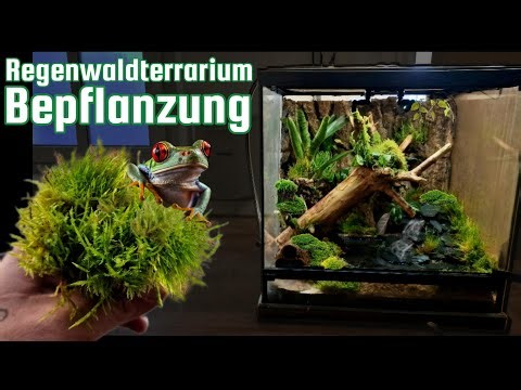 Planting - Rainforest terrarium (Exo Terra) many mosses