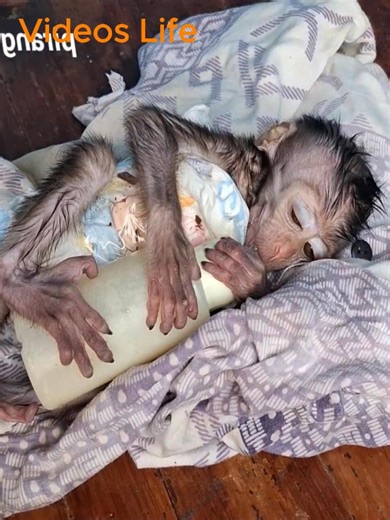 Putting baby monkey on new diaper