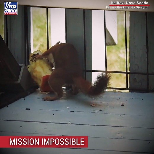 MISSION IMPOSSIBLE: Watch one tenacious squirrel try desperately to run off with an apple core. | Fox News