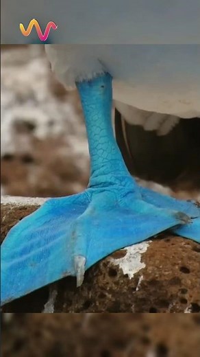 This Bird’s Blue Feet Decide Who Gets to Mate #wildlife
