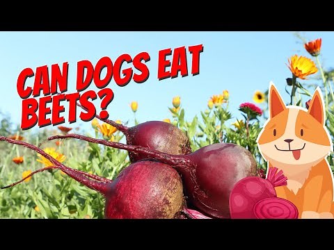 Can Dogs Eat Beets? The Truth About Beets For Dogs