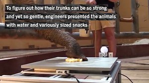 140K views · 1.2K reactions | Watch an elephant pick up a tortilla...