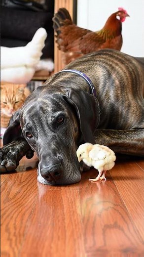 Gentle Giant and his Tiny Chick 🐶🐥