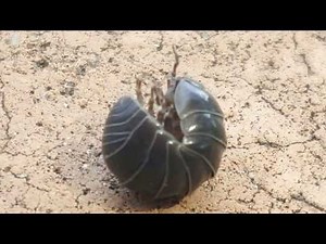 Very Large Roly Poly Bug AKA Pill bug