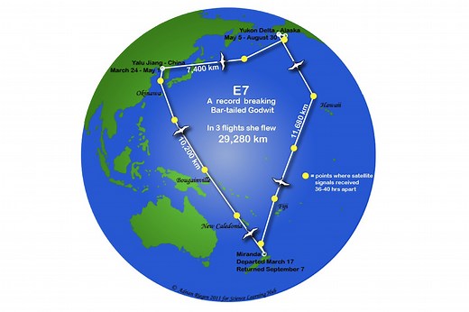 Flight of the godwit