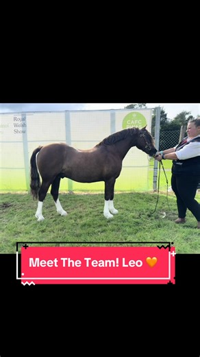 Meet Leo The Star of Our Team! 🧡