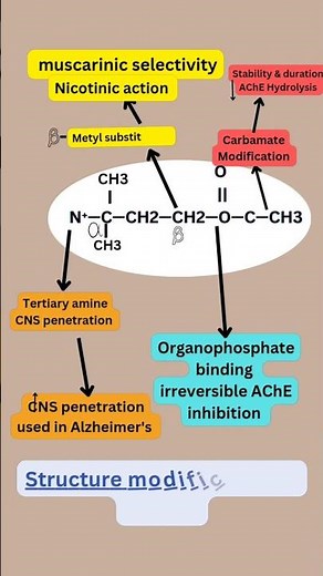Acetylcholine SAR Explained: Structure-Activity Relationship"#pharmacynotes